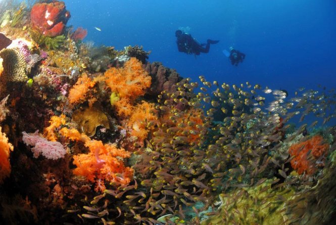 Lặn biển ngắm thế giới đại dương ở đảo Raja Ampat